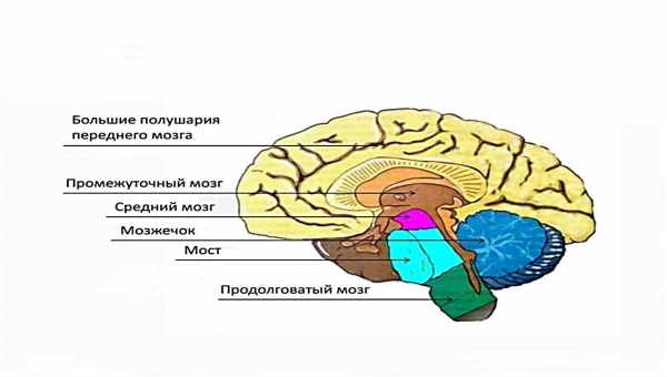 Електроізолюючі клітини допомагають мозку чути