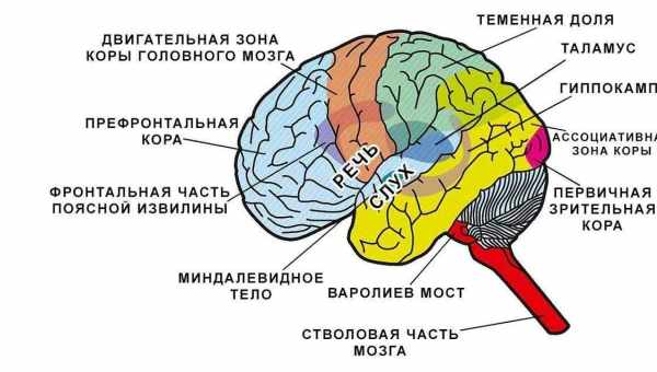 Мозок зростає довше, ніж вважалося