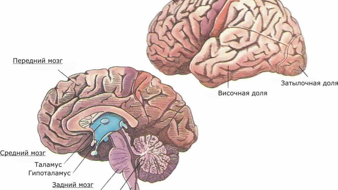 Структура пам'яті змінюється з віком