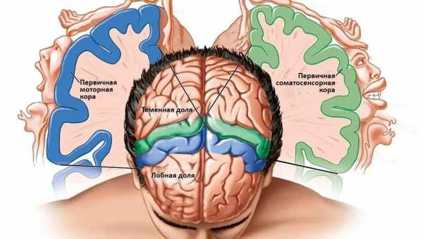 Як молоді нейрони вкладаються в кору мозку