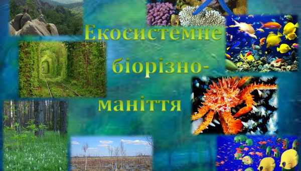 Тропічне біорізноманіття приходить з помірних широт