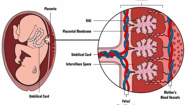 У людській плаценті знайшли ротову мікрофлору