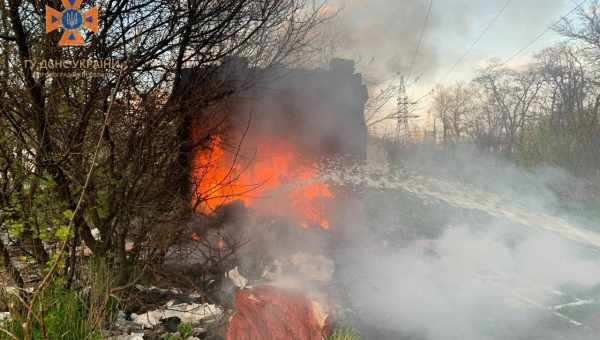 Єхидни сплять під час пожежі