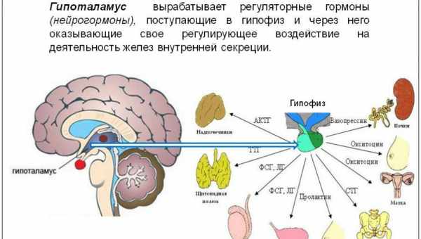 Як мозок самок стримує «внутрішнього самця»