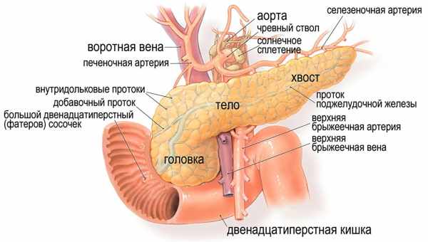 Колиска для підшлункової залози