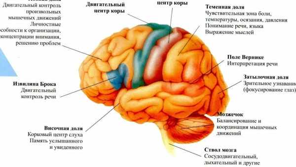 Добові ритми мозку змінюються з віком