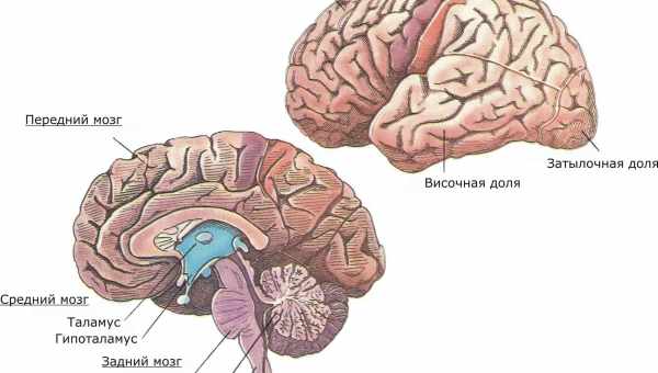 У мозку знайшли музичний відділ