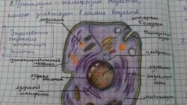 У тісноті раковим клітинам незручно ділитися