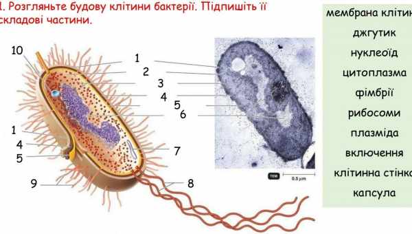 Проти бактерій і грибків знайшли новий антибіотик