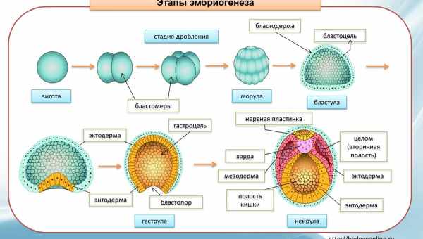 Ембріональний конструктор