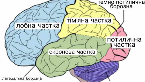 Як мозок відрізняє одне від іншого