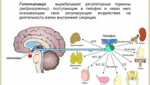 «Гормон любові» діє на центр задоволення