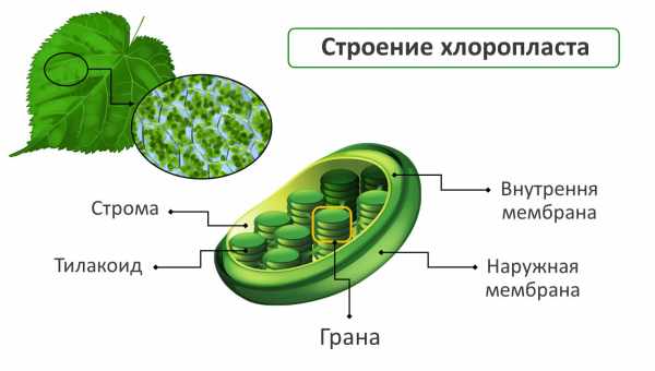 Фотосинтез залежить від форми хлоропластів