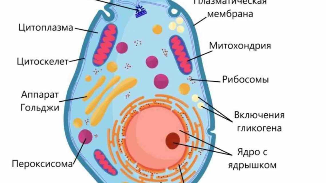 Як наші клітини спілкуються між собою