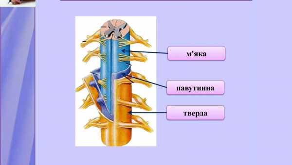 Нановолокна відновлюють спинний мозок