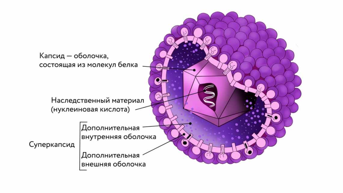 У вірусу герпесу не знаходять зв'язку з хворобою Альцгеймера