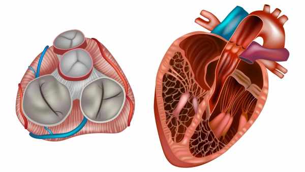 Штучний серцевий клапан росте після пересадки