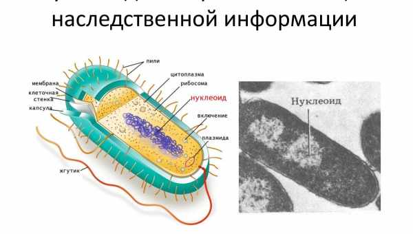 Імунні клітини поїдають бактерій, спійманих у ДНК-мережі