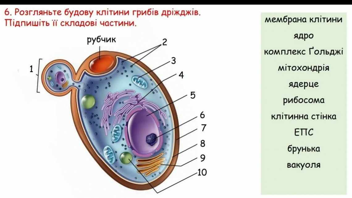 Як ракові клітини звільняють собі місце