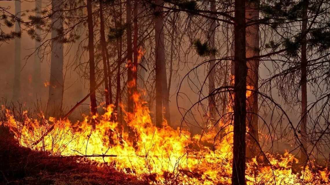 Зимуючі пожежі палять північні ліси