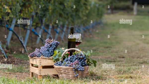 Під виноградником біля Верони знайшли римську мозаїку